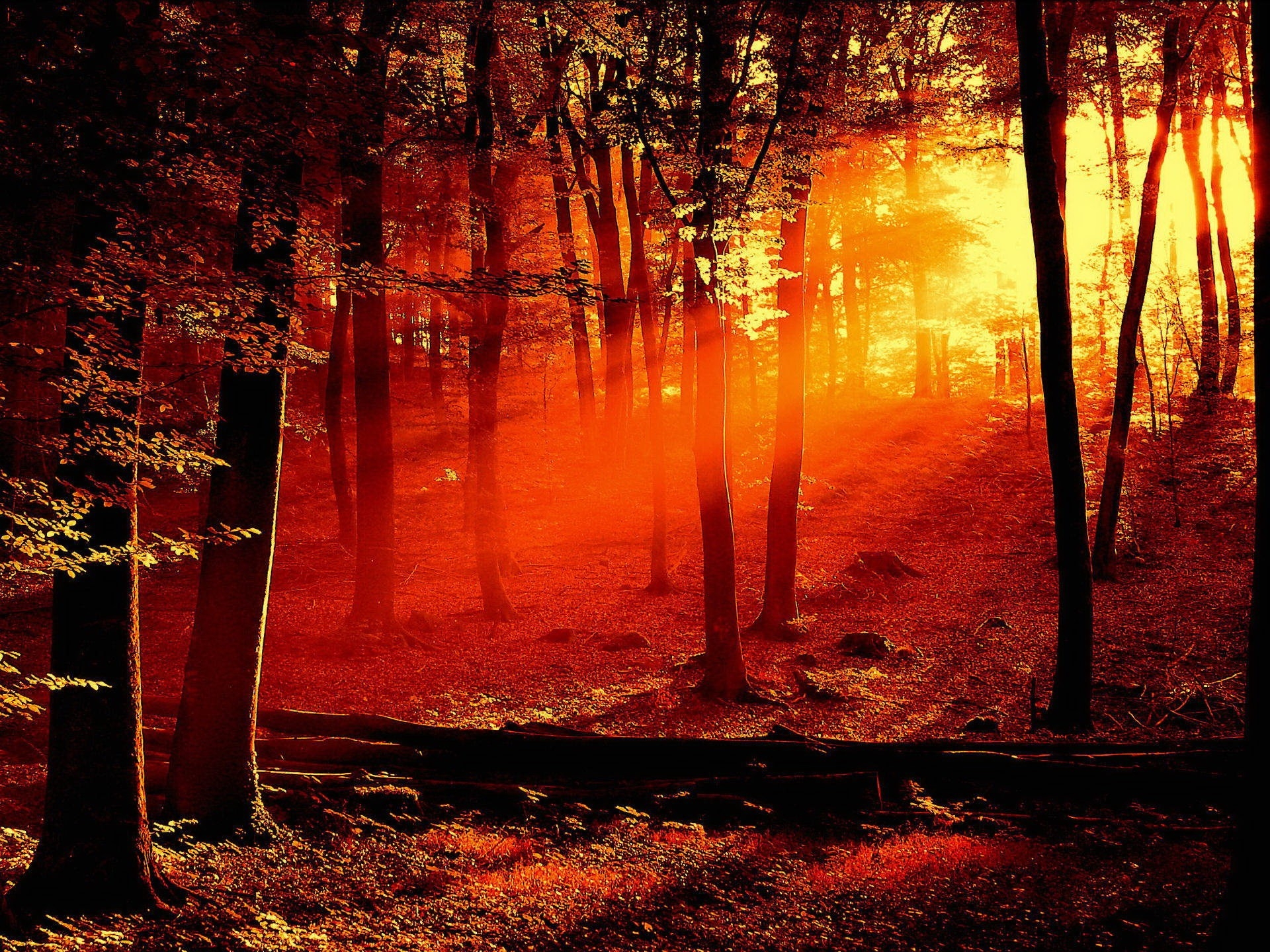 Бесплатное фото Картинка с изображением необычного солнечного света в лесу