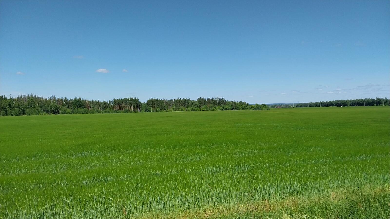 Бесплатное фото Высокая зеленая трава летним солнечным днем в поле