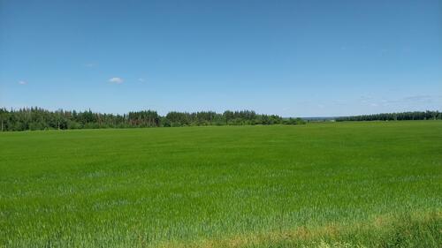 Высокая зеленая трава летним солнечным днем в поле