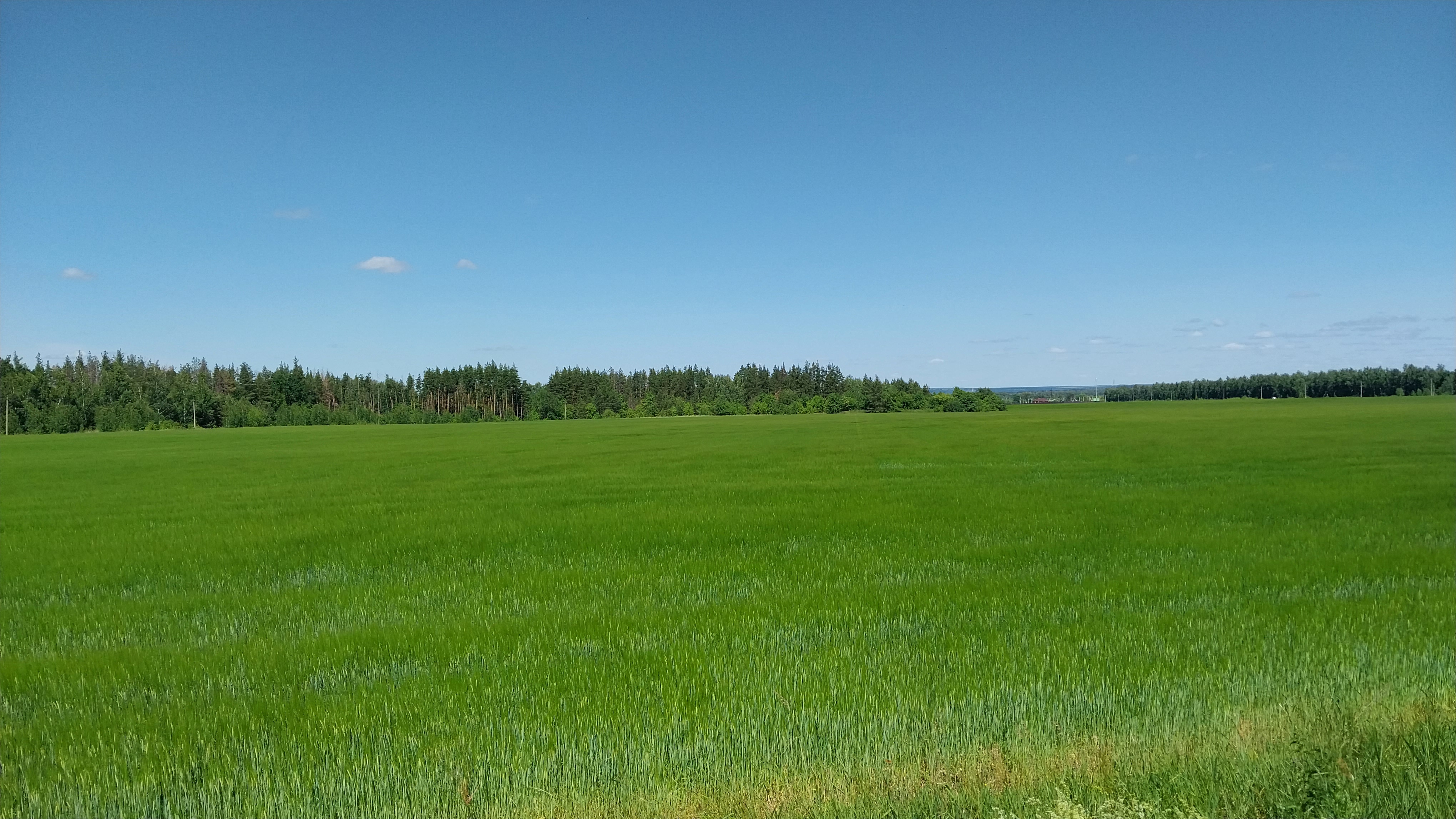 免费照片夏日晴朗的田野上的高大绿草