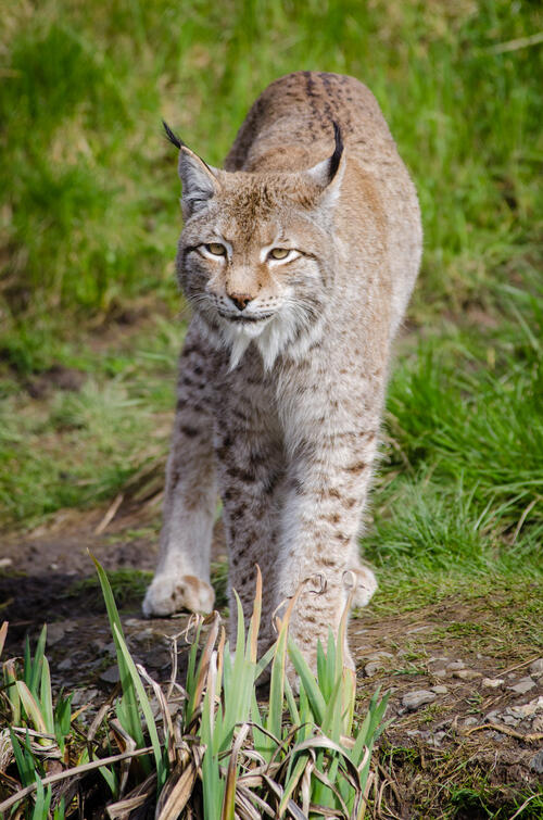 A bobcat in the wild