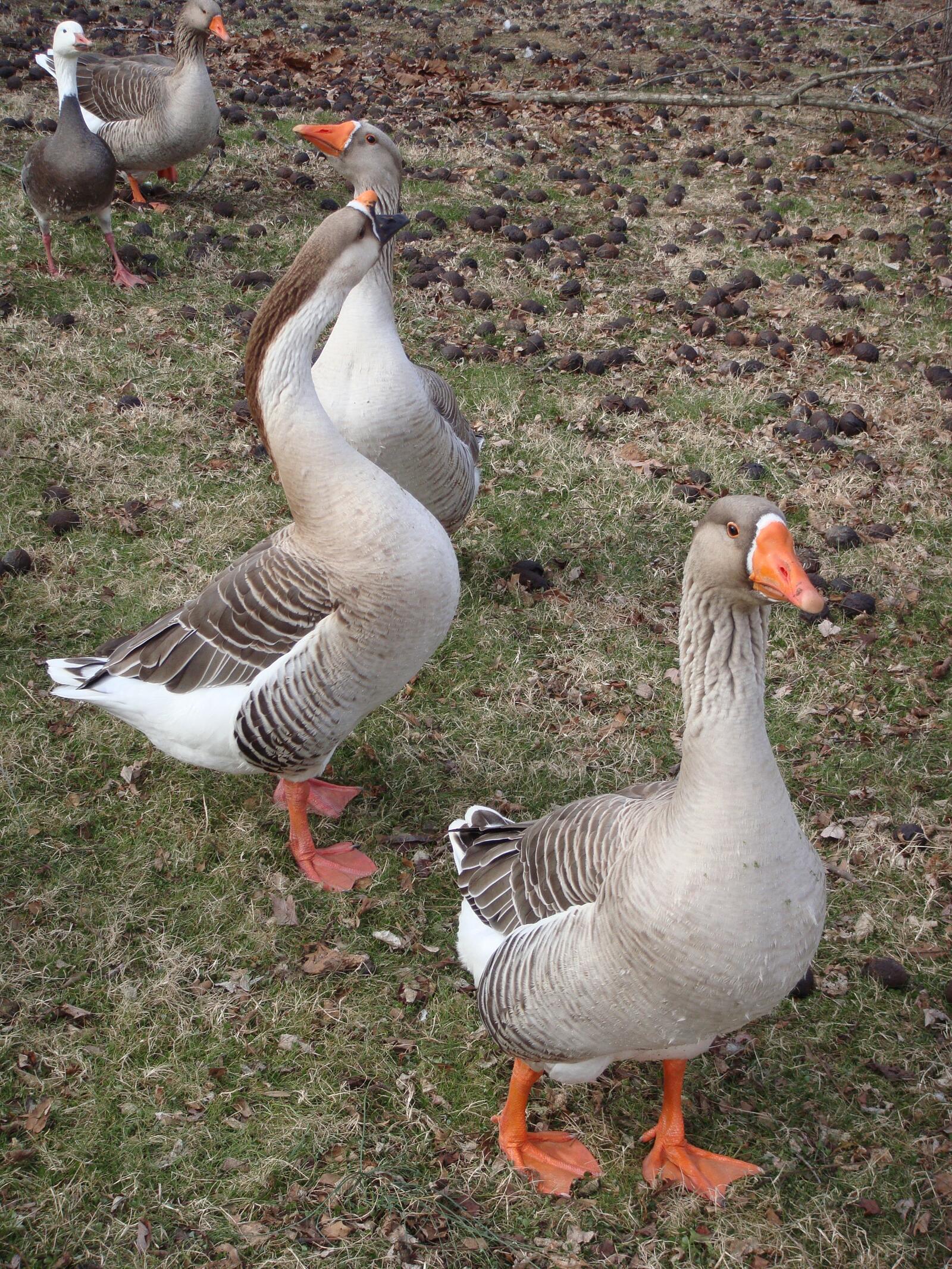 Free photo Geese on a walk