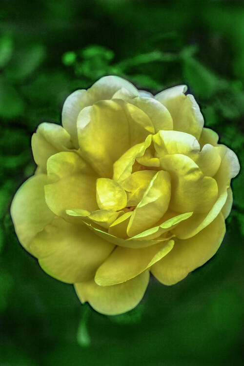 Жёлтая Роза на размытом зелёном фоне