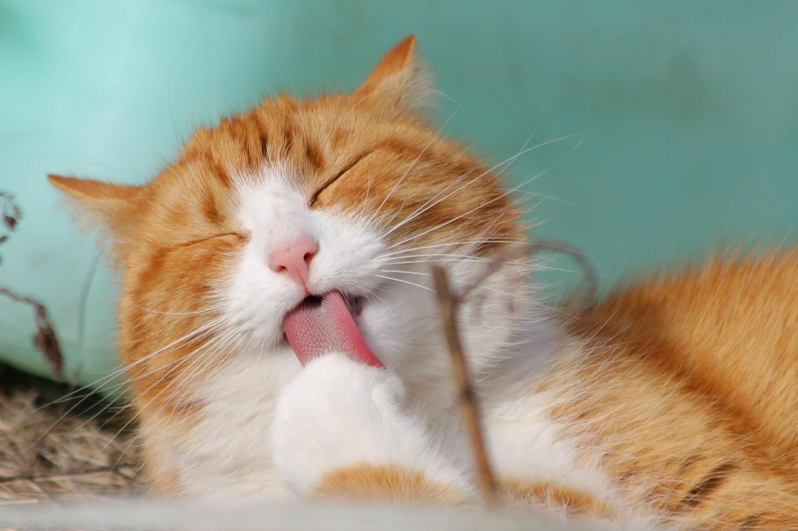 Изображение рыжего кота моющего лапки