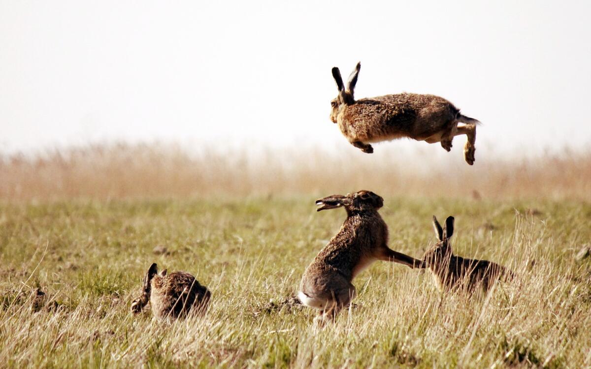 Hares having fun on the fall grass