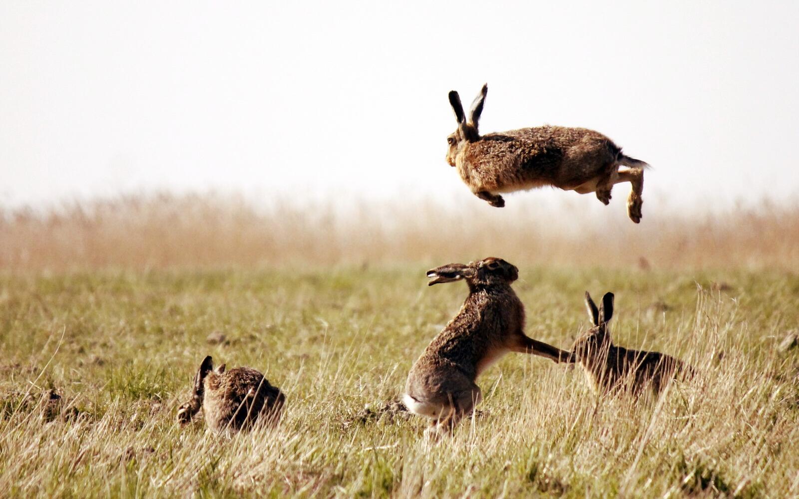 Free photo Hares having fun on the fall grass
