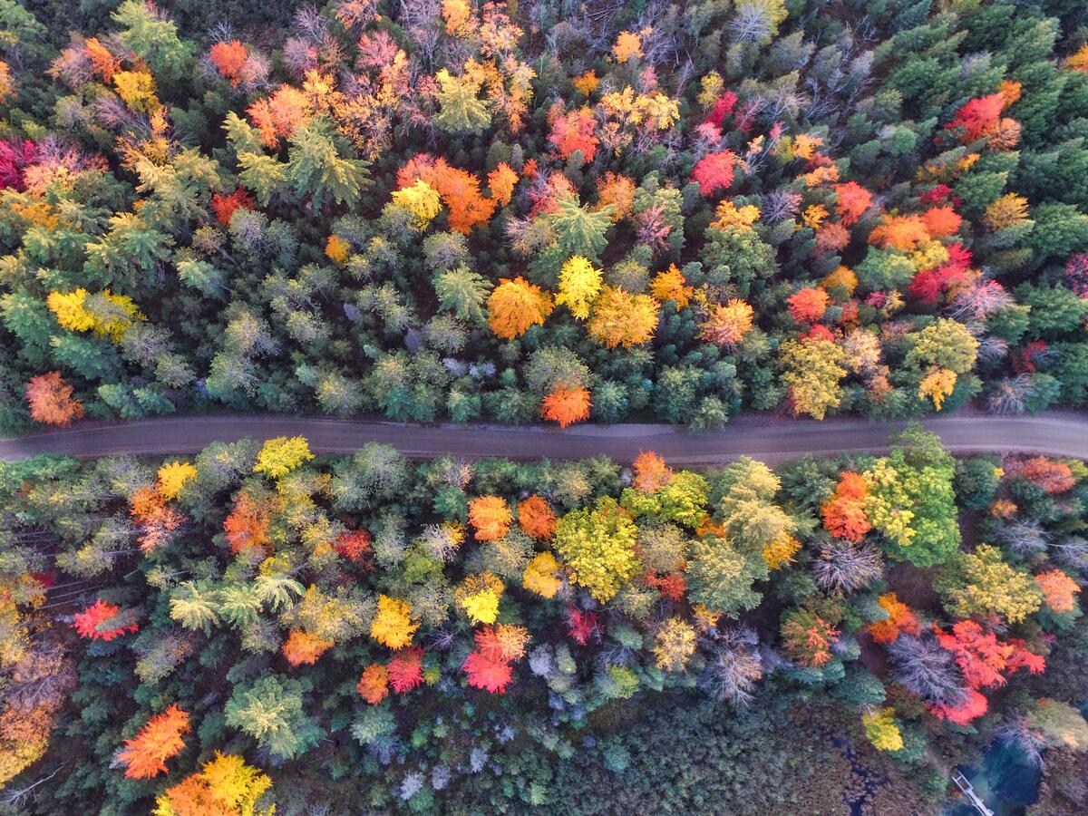 Road dividing the colored forest view from a drone