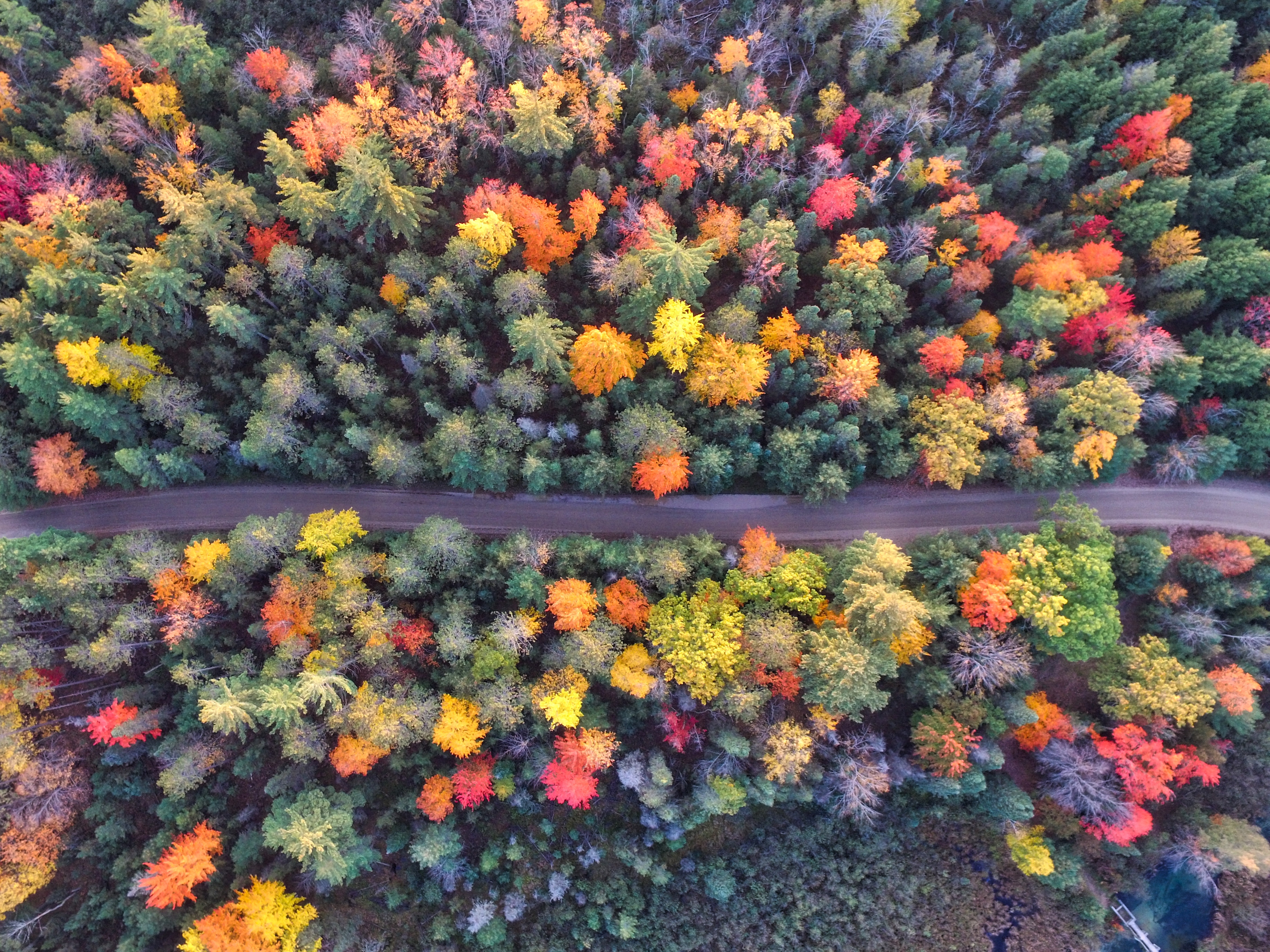 免费照片从无人机上看到的分割彩色森林的道路