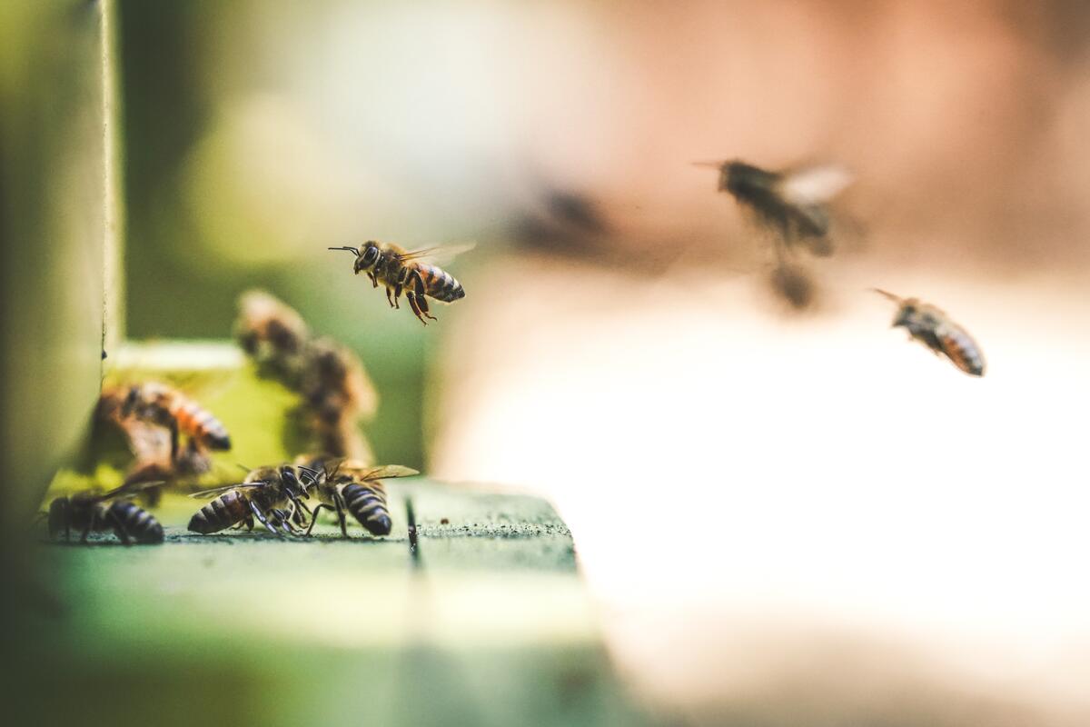 蜜蜂聚集成群。