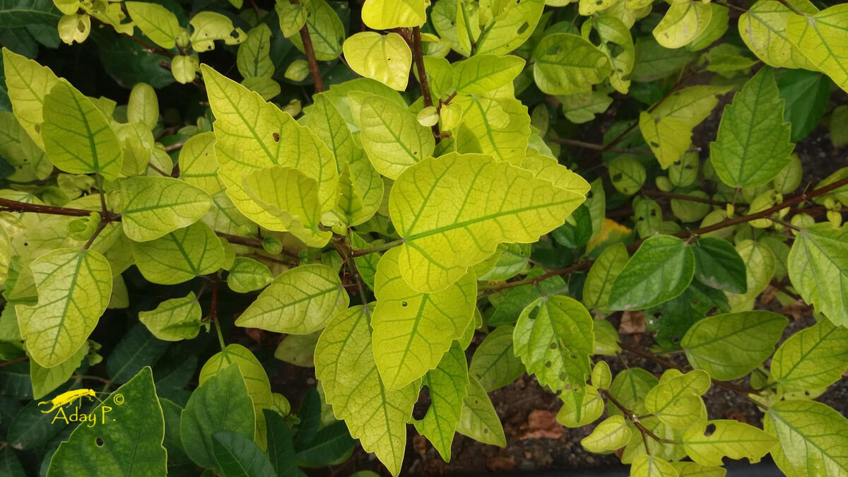 Зеленые свежие листья