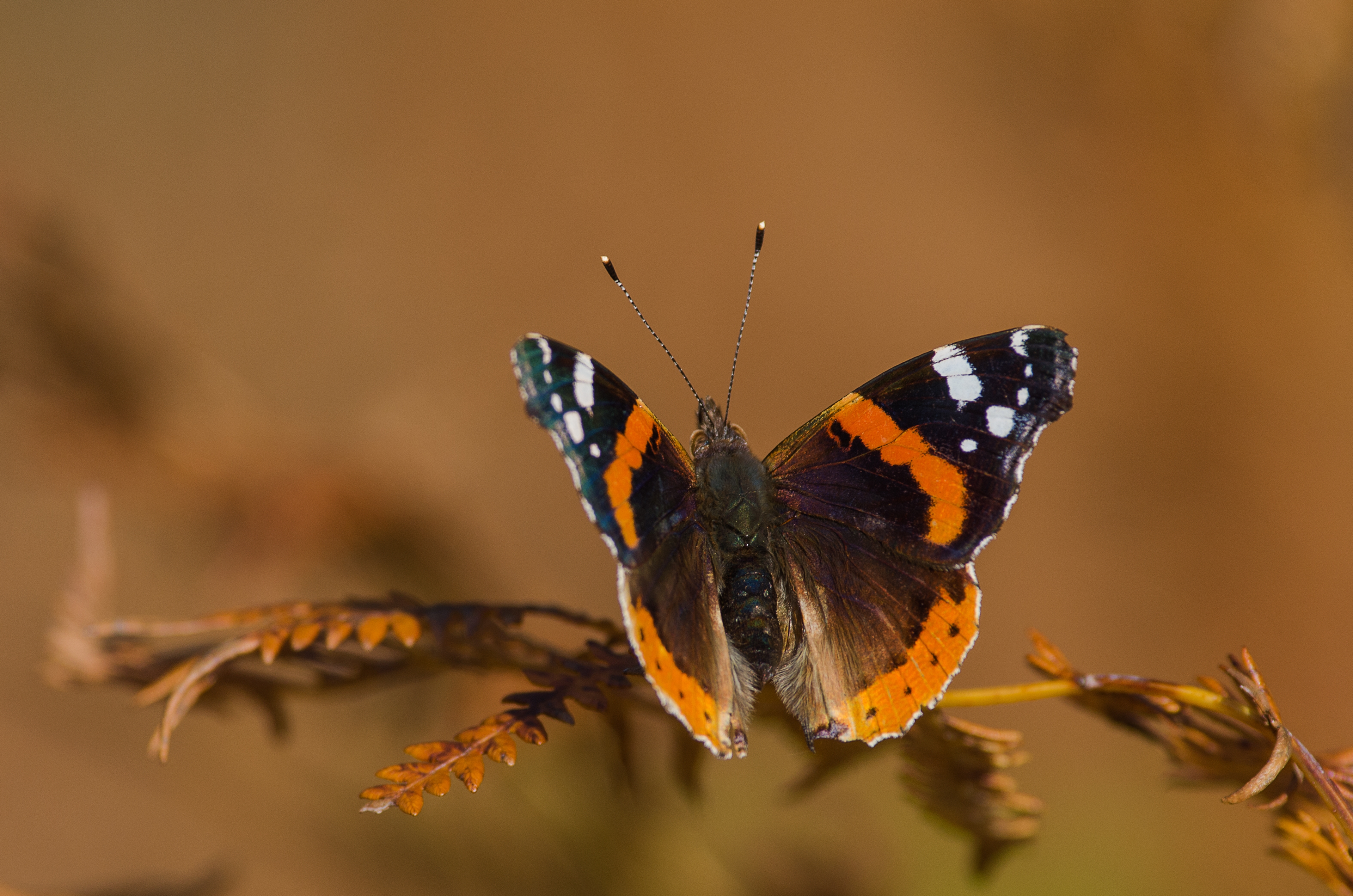 免费照片一只蝴蝶展示了它翅膀上的图案