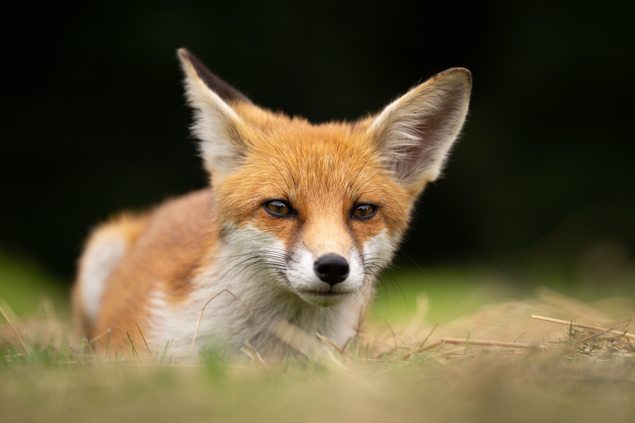Free photo Red fox close-up