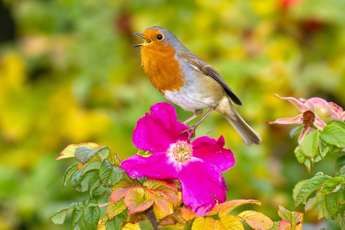 Wallpaper with pink flower and robin bird