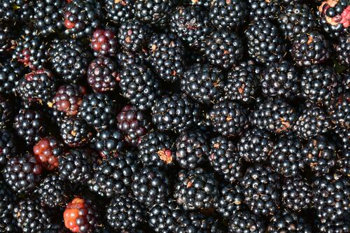 A lot of blackberries