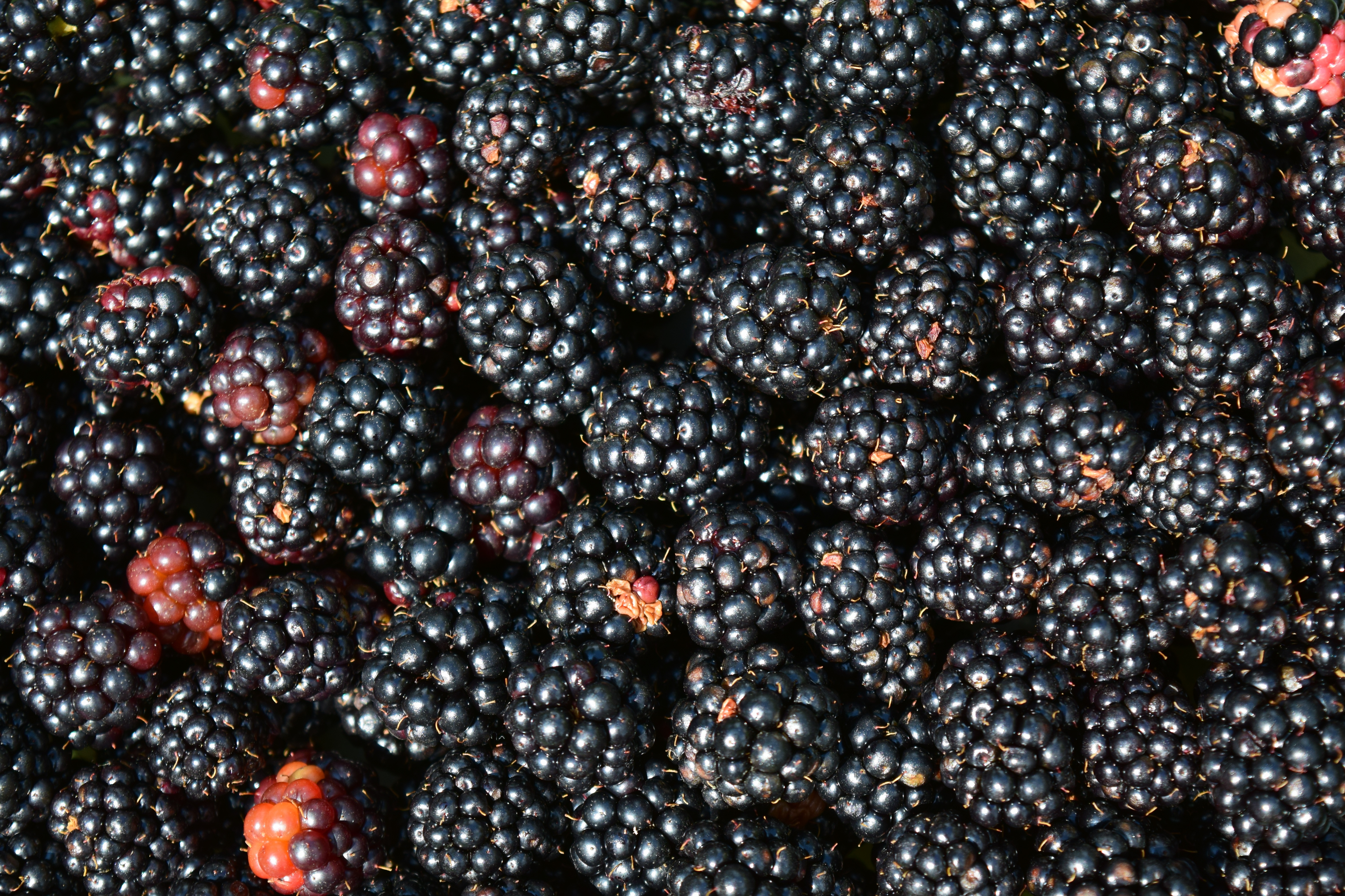 免费照片大量黑莓