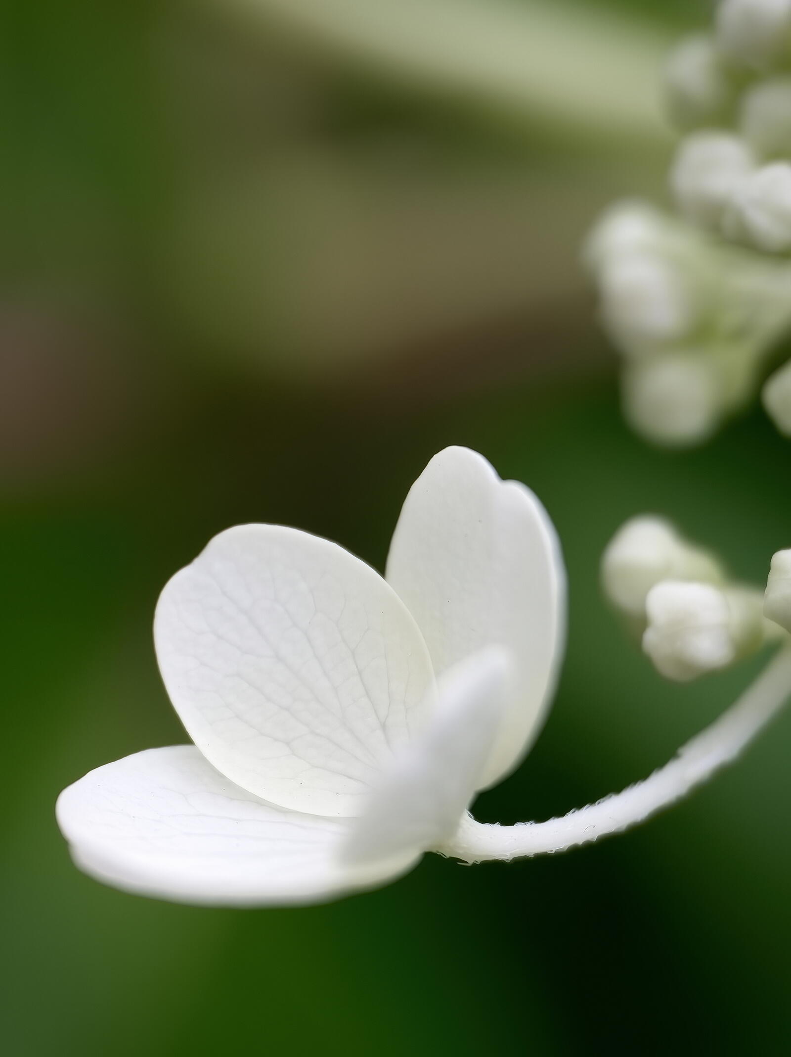 Бесплатное фото Белые цветочки