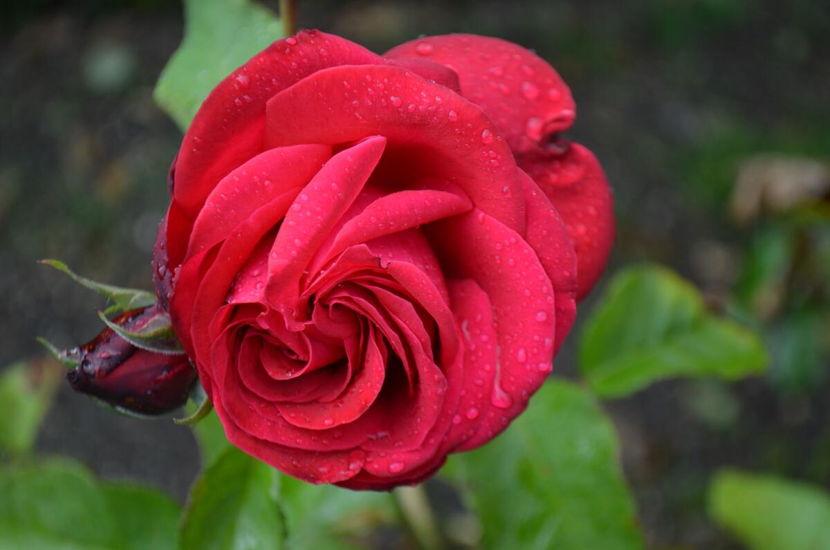 Красная роза во время дождя