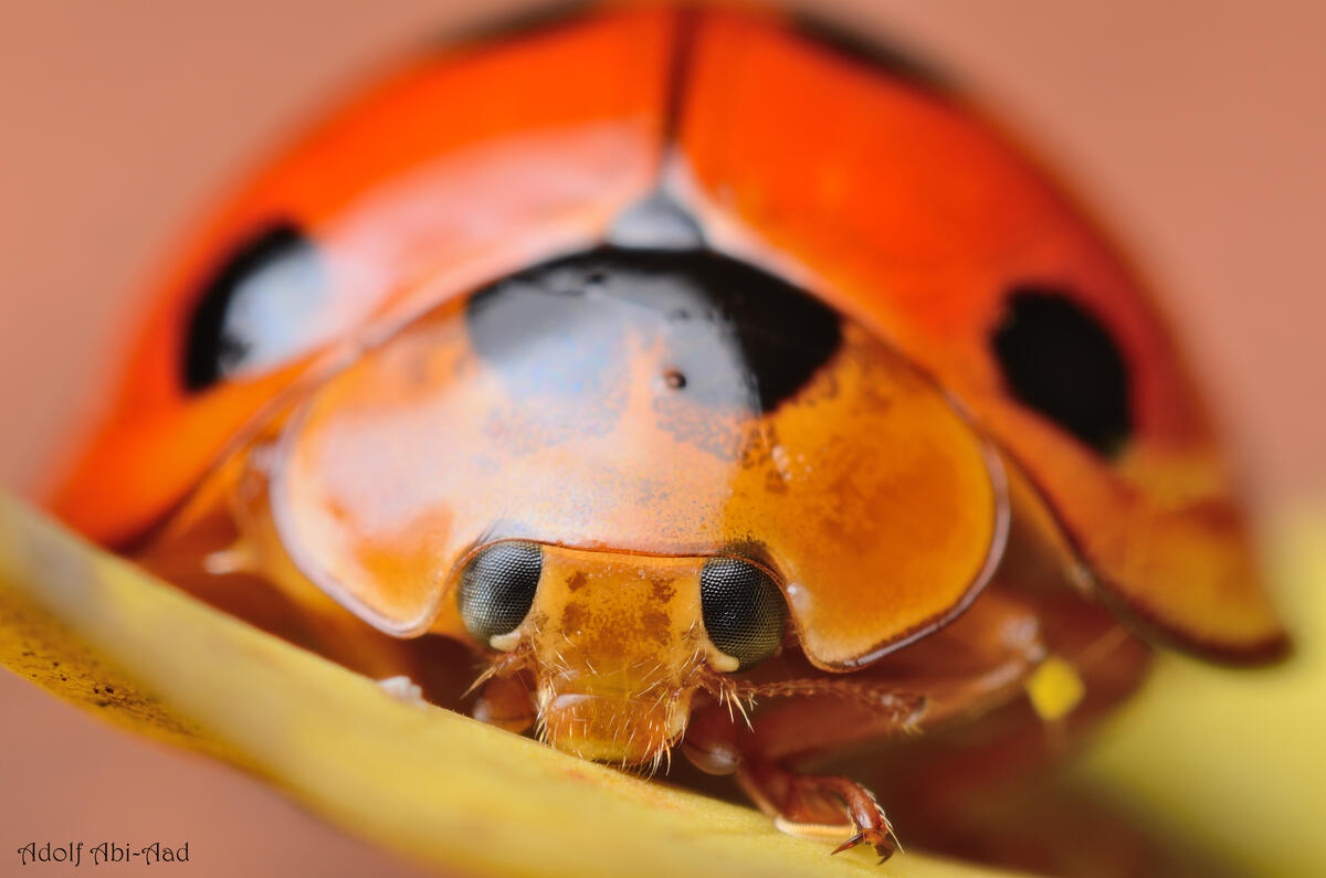 Ladybug eyes