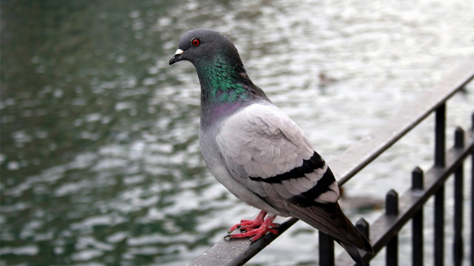 Free photo A pigeon sits on a railing by the river