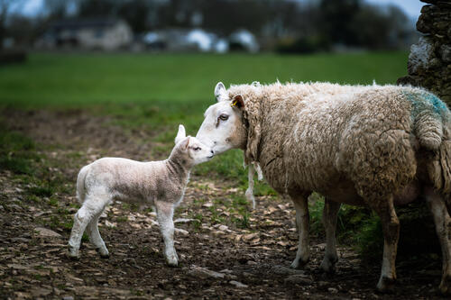 Sheep and lamb in the pasture