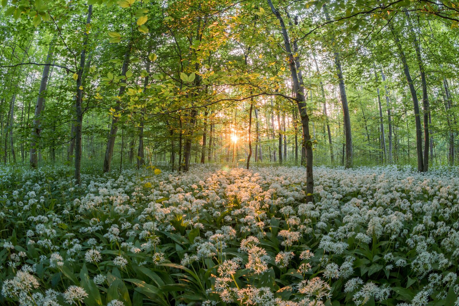 Free photo Sunny forest with flowers