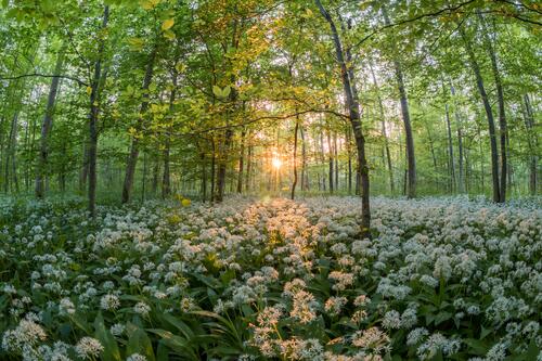Sunny forest with flowers