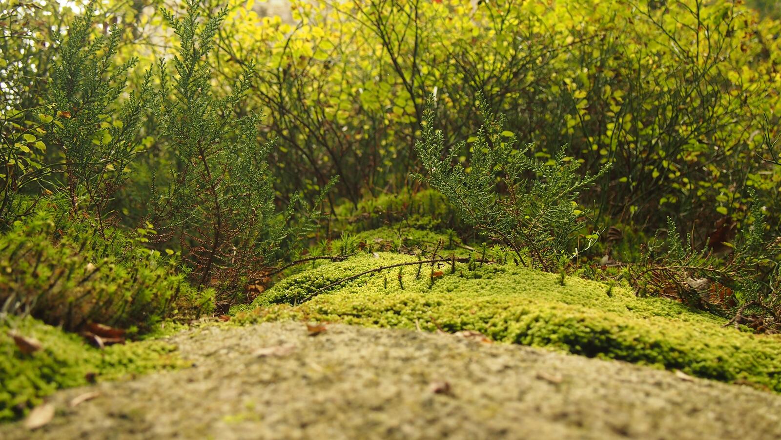 Бесплатное фото Лесная трава с кустарниками