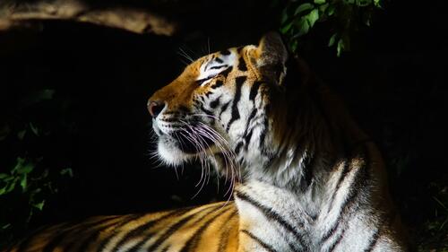Тигр кайфует на солнце с закрытыми глазами