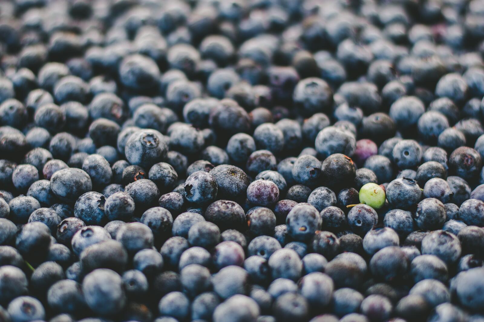桌面上的壁纸蓝莓 莓果 成熟
