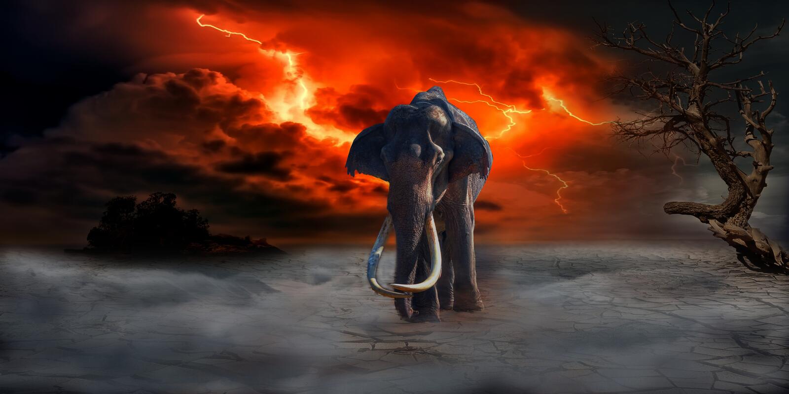 Free photo An elephant with fangs against a stormy sky