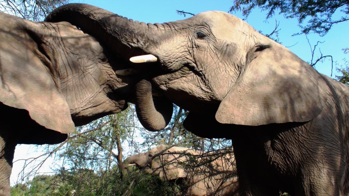 Two elephants hugging