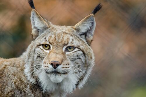Sharp ears of a lynx