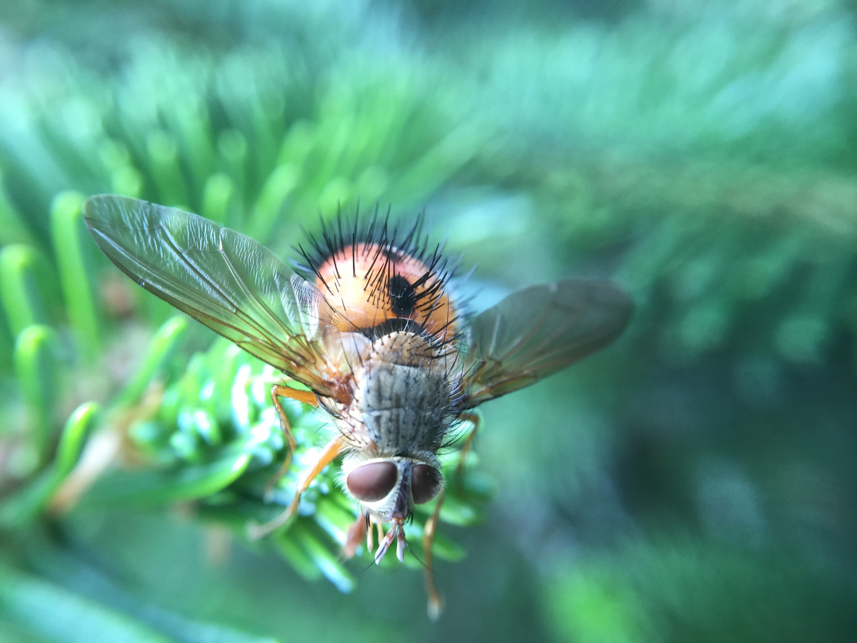 Фото бесплатно насекомое, зелёный, летать