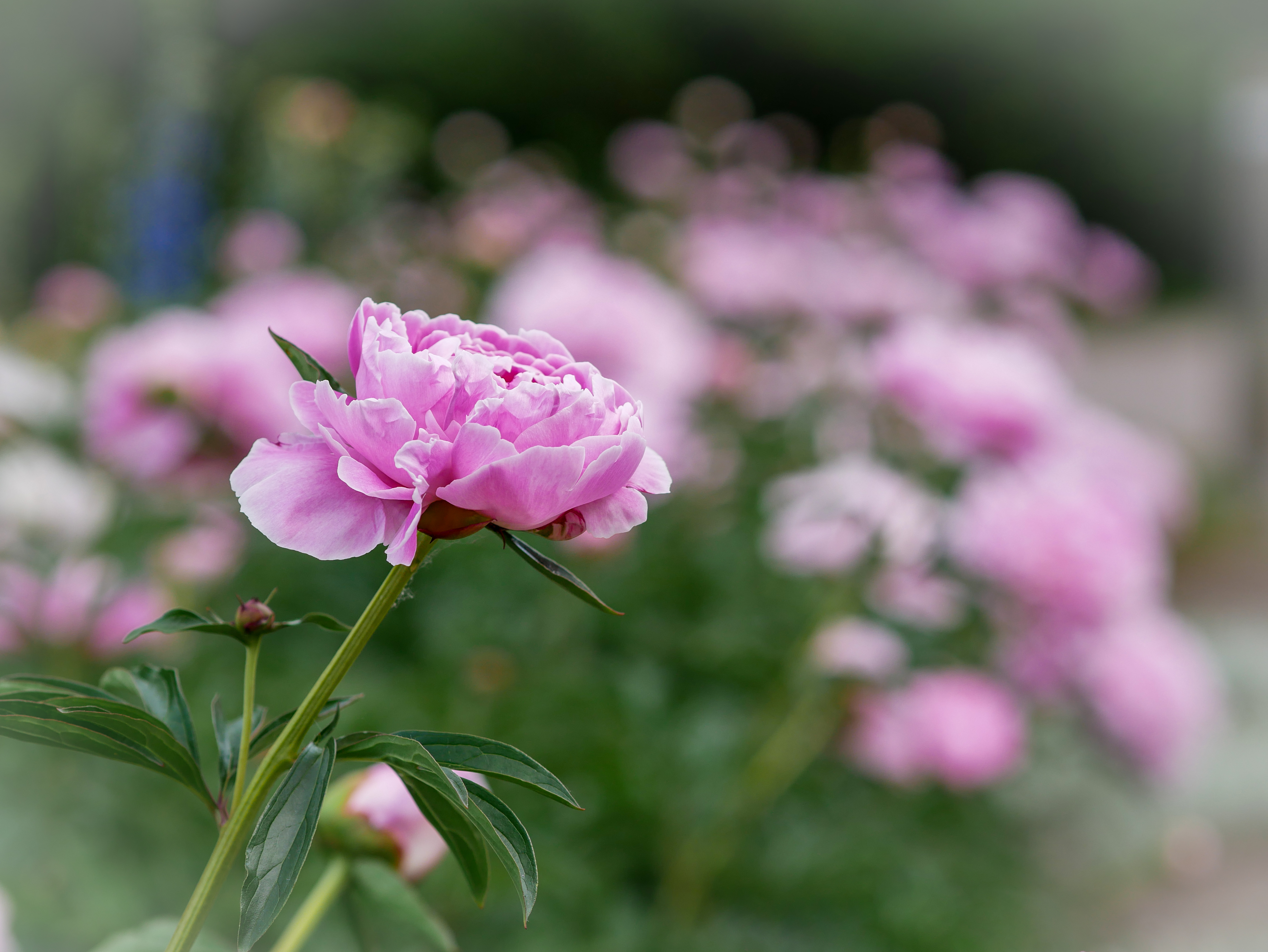 Сад с розовыми пионами
