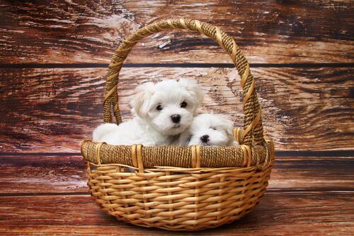 A basket with two white puppies