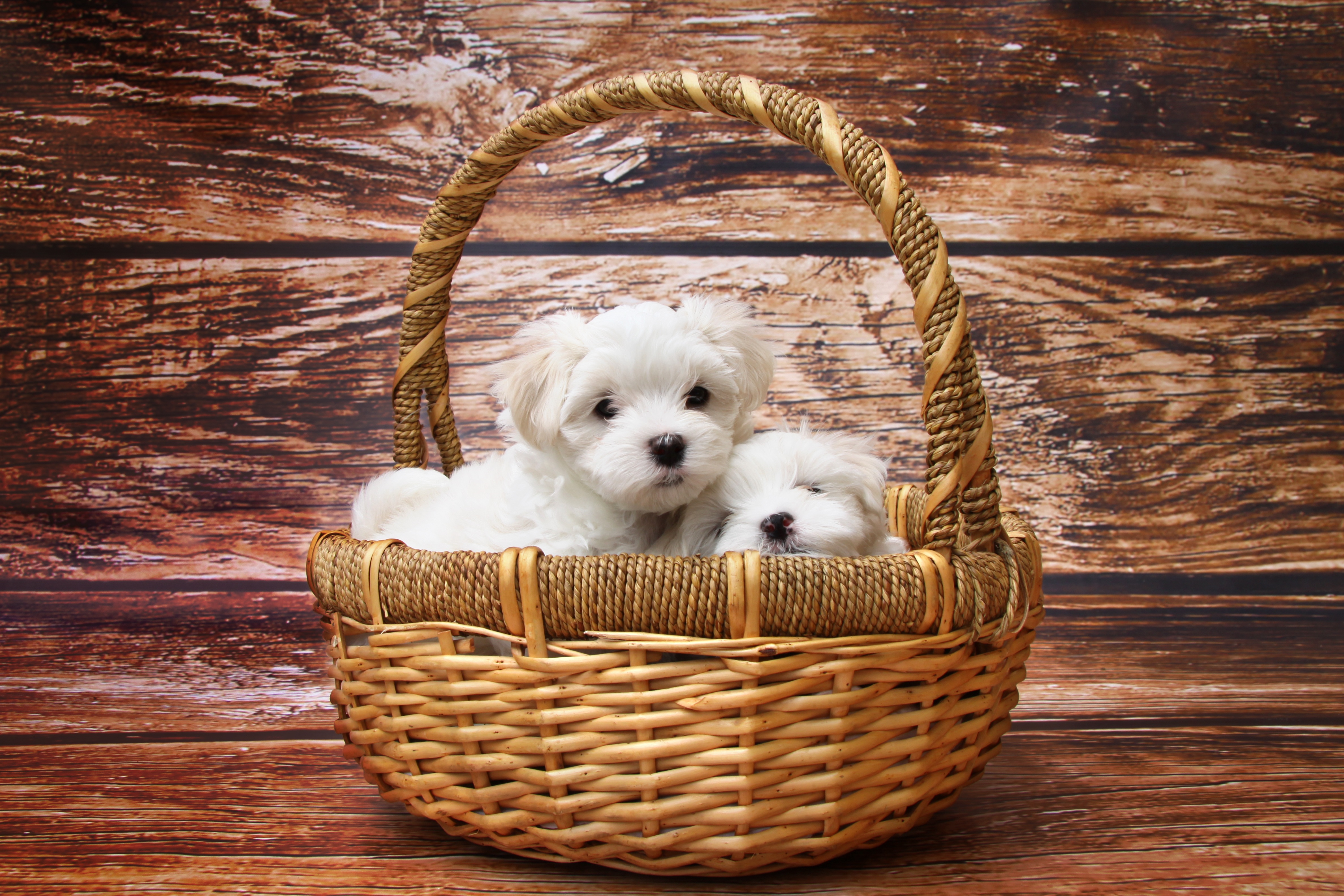 免费照片装有两只白色小狗的篮子