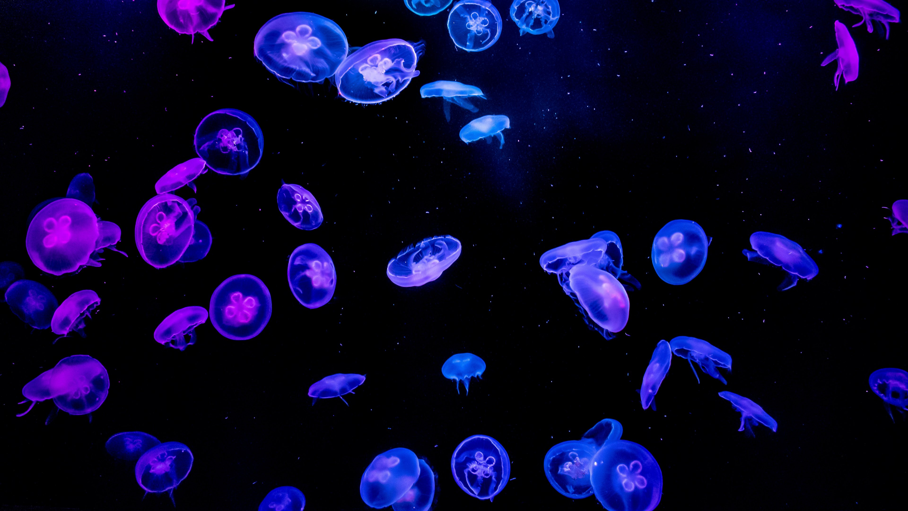 水下有很多蓝色水母