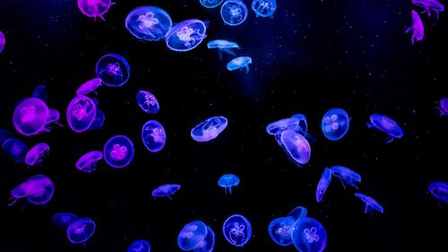 Много синих медуз под водой