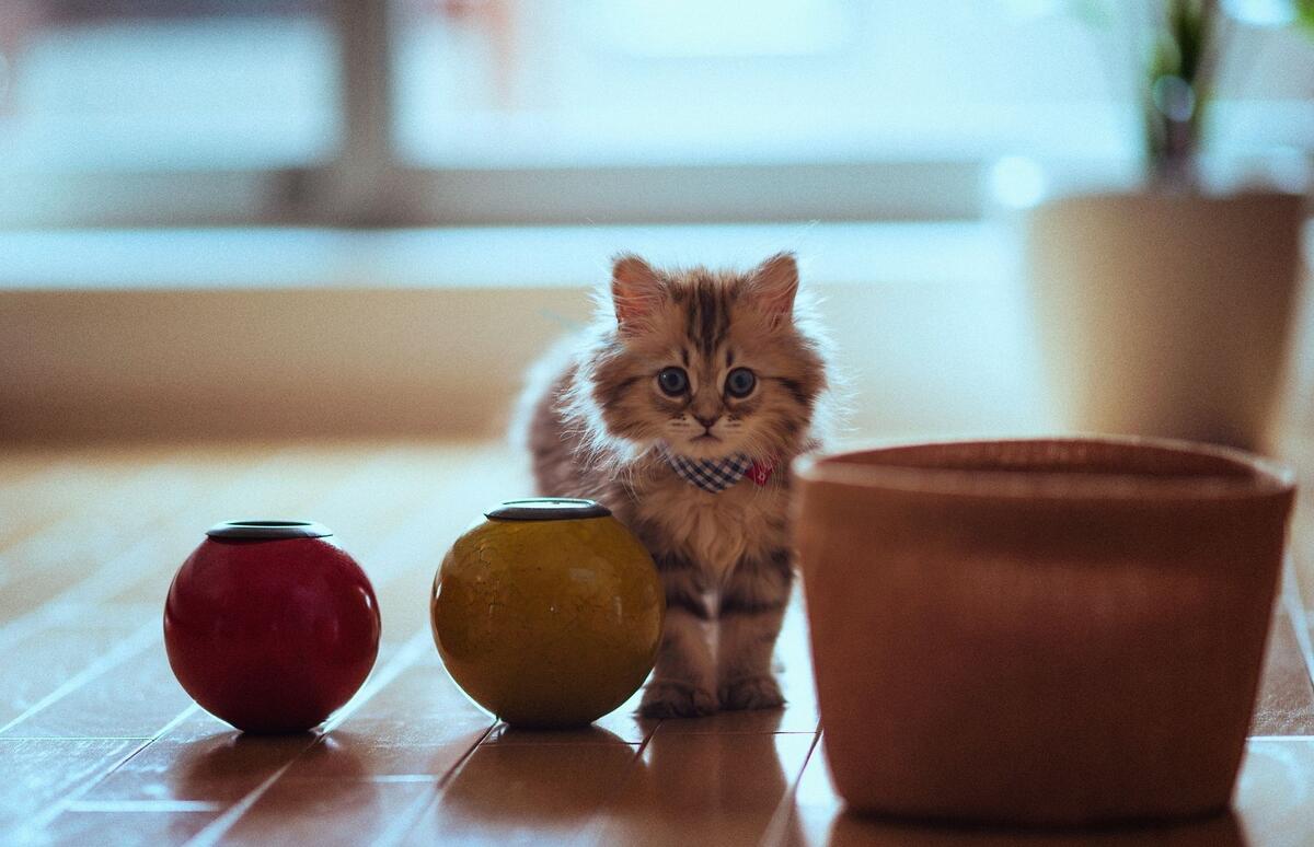 Удивленный маленький котенок