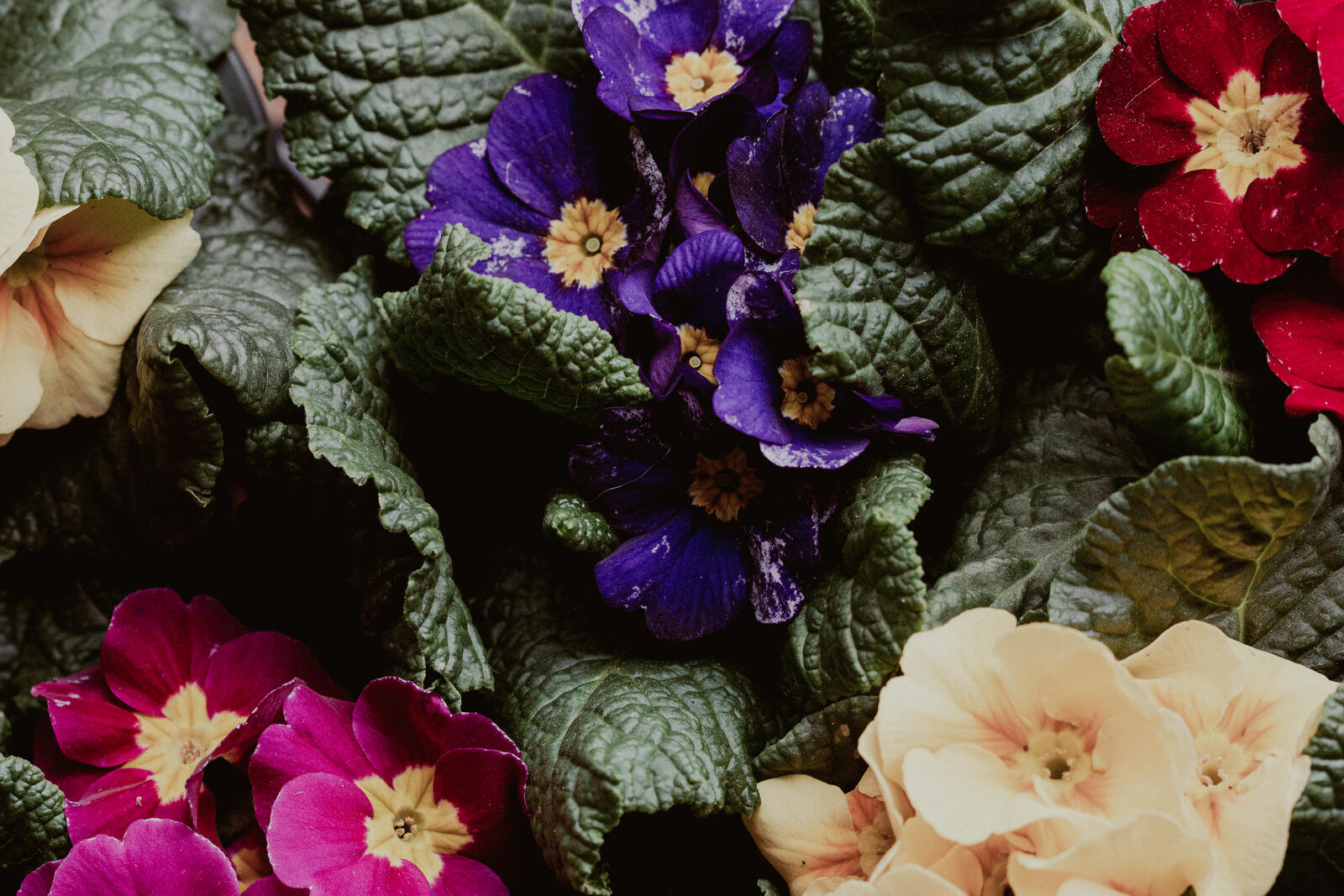 Бесплатное фото Весенний сад с разноцветными цветами