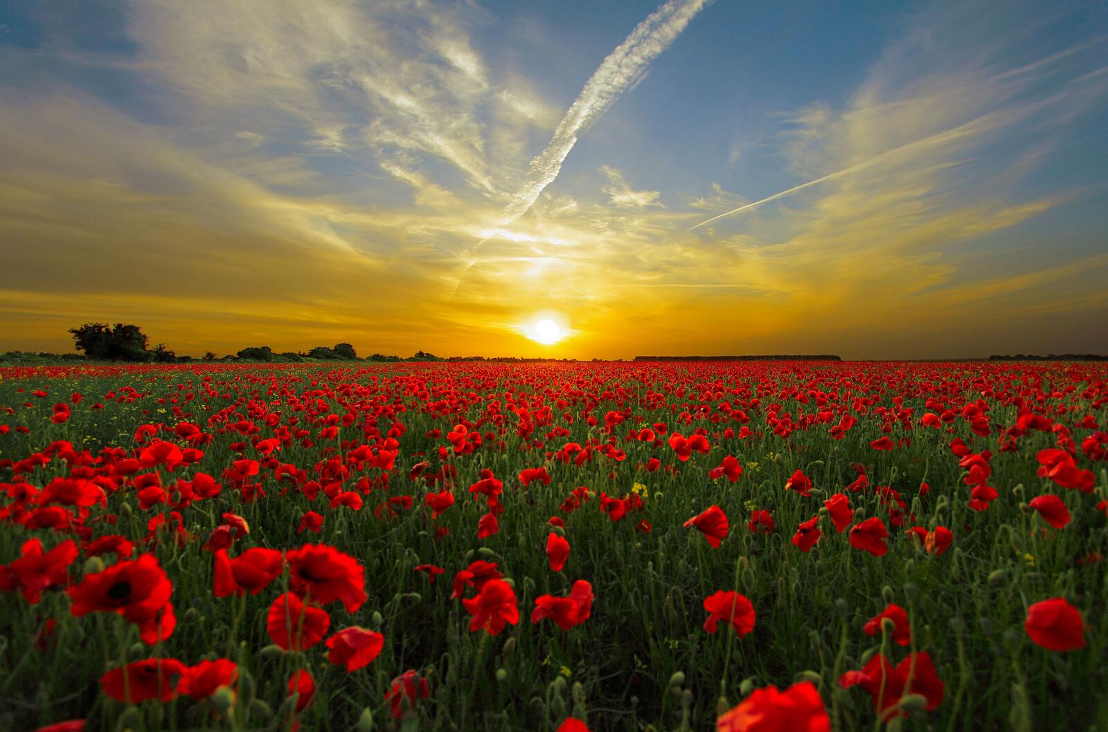 Free photo A poppy field at sunset