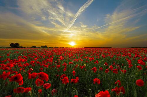 A poppy field at sunset
