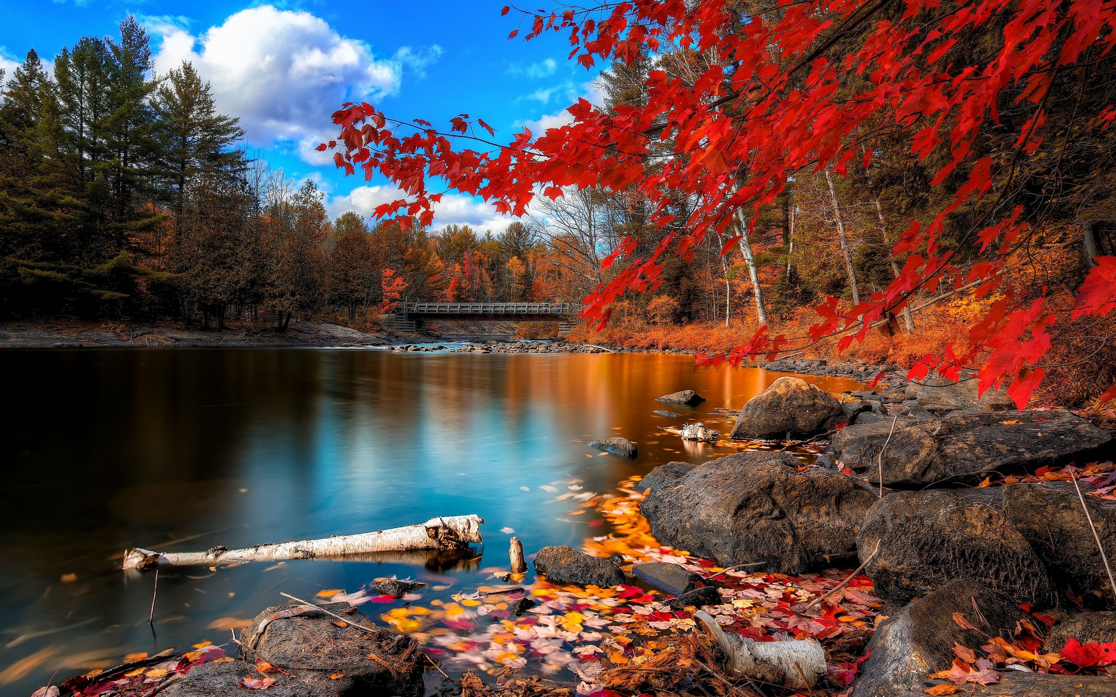 Free photo A fall lake in a forested area