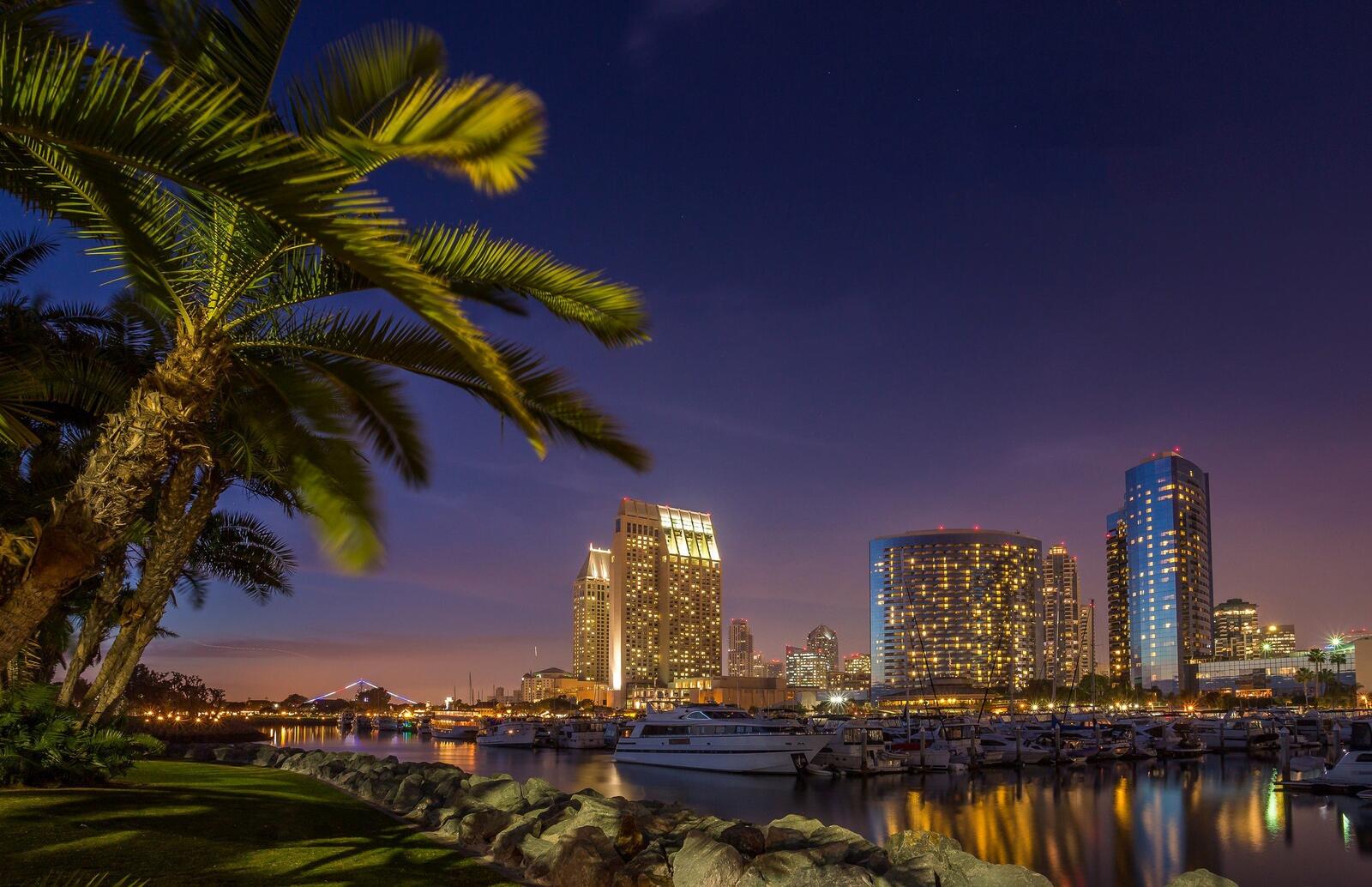 Wallpapers palm trees san diego city on the desktop