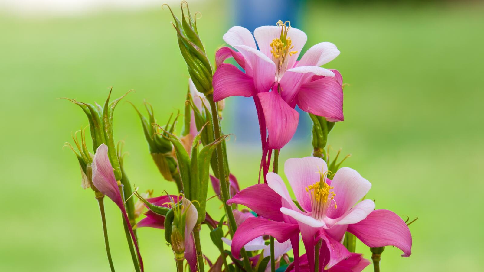 Free photo Beautiful pink flowers with open petals