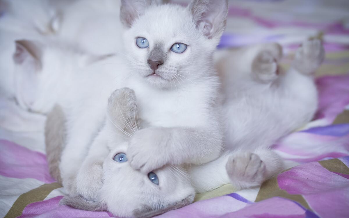 Два белых котенка с голубыми глазами