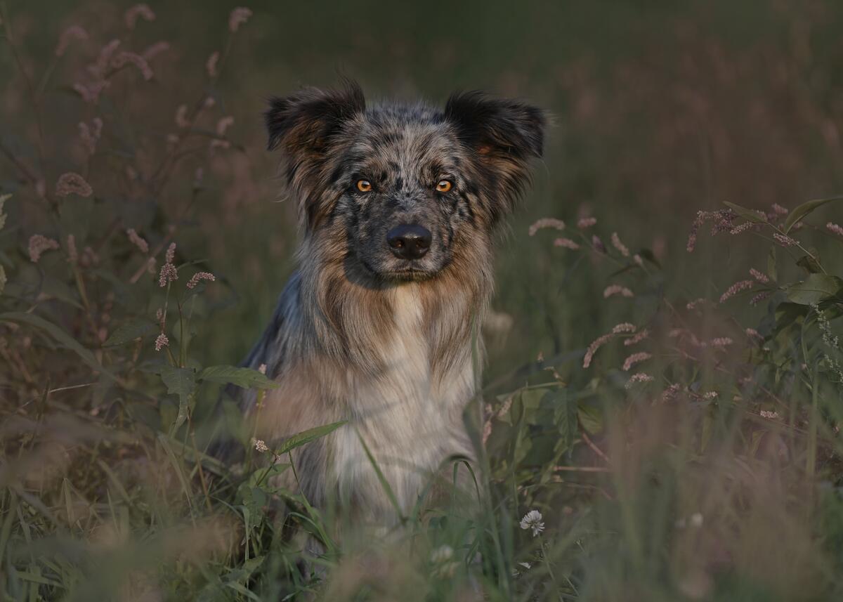 A Border Collie sits in the tall grass.