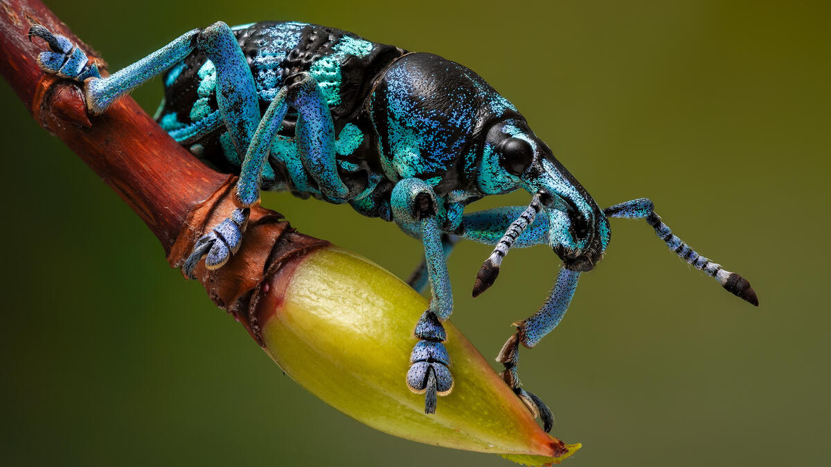 The blue grain beetle in close-up
