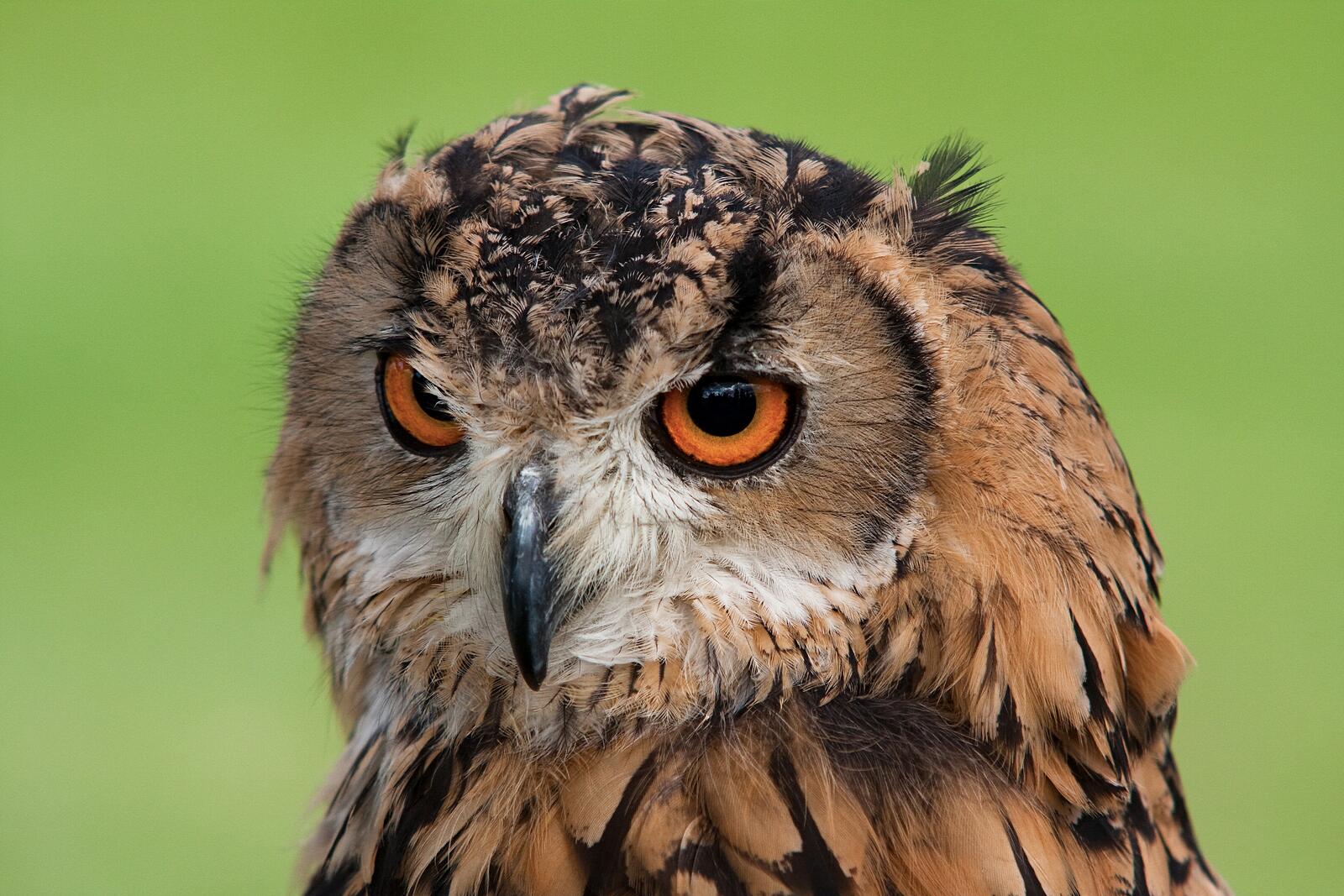 Free photo A tawny owl