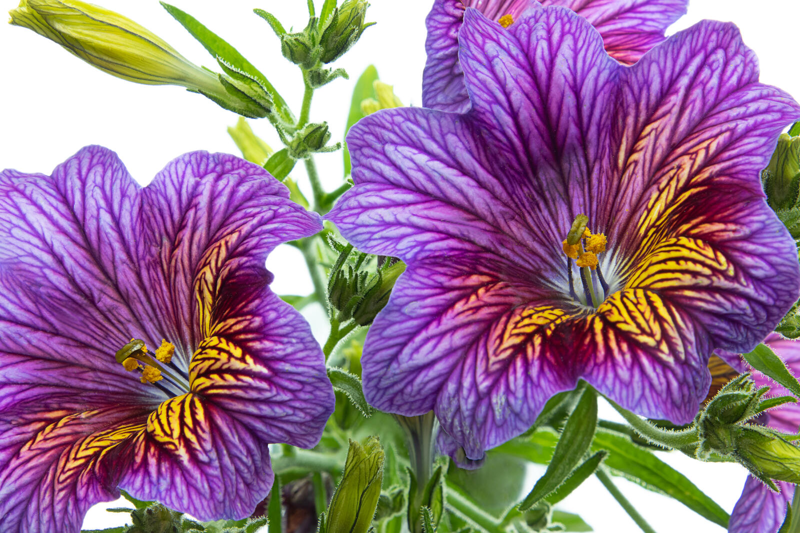 Бесплатное фото Два красивых цветка сальпиглоссиса